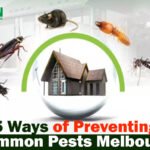 Summer Pest Surge in Melbourne: How to Protect Your Home the "Zen" Way