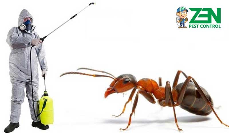 Ant-Control--Zen-Pest-control-Melbourne