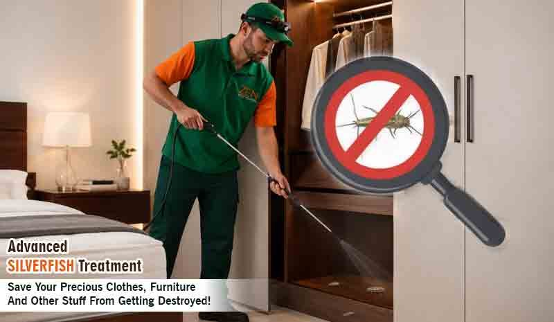 Silverfish Control in Melbourne