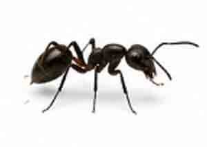 ant-control MELBOURNE