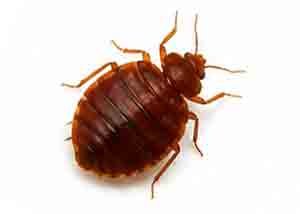 BED-BUGS control melbourne