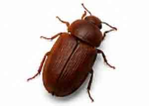Beetle control in melbourne