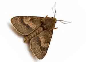CARPET MOTH CONTROL