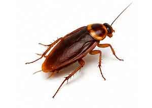 COCKROACH-CONTROL