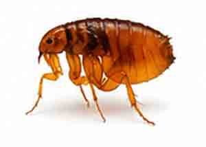 FLEAS-&-TICKS control