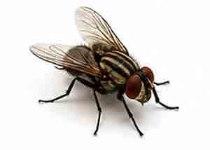 HOUSE-FLY Control