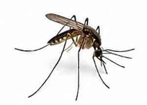 MOSQUITO control