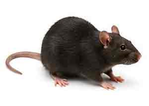RODENt (RAT) control