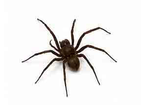 Spider Control