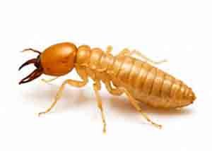 TERMITE Control