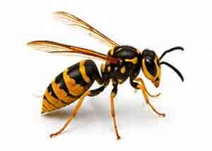 WASP Control